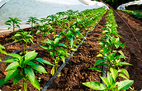 Projetos e insumos para irrigação